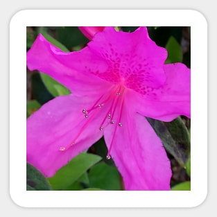 Azalea Sticker